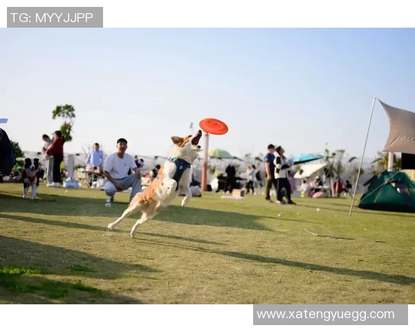飞盘热潮引发讨论上海飞盘队节奏之争引人关注